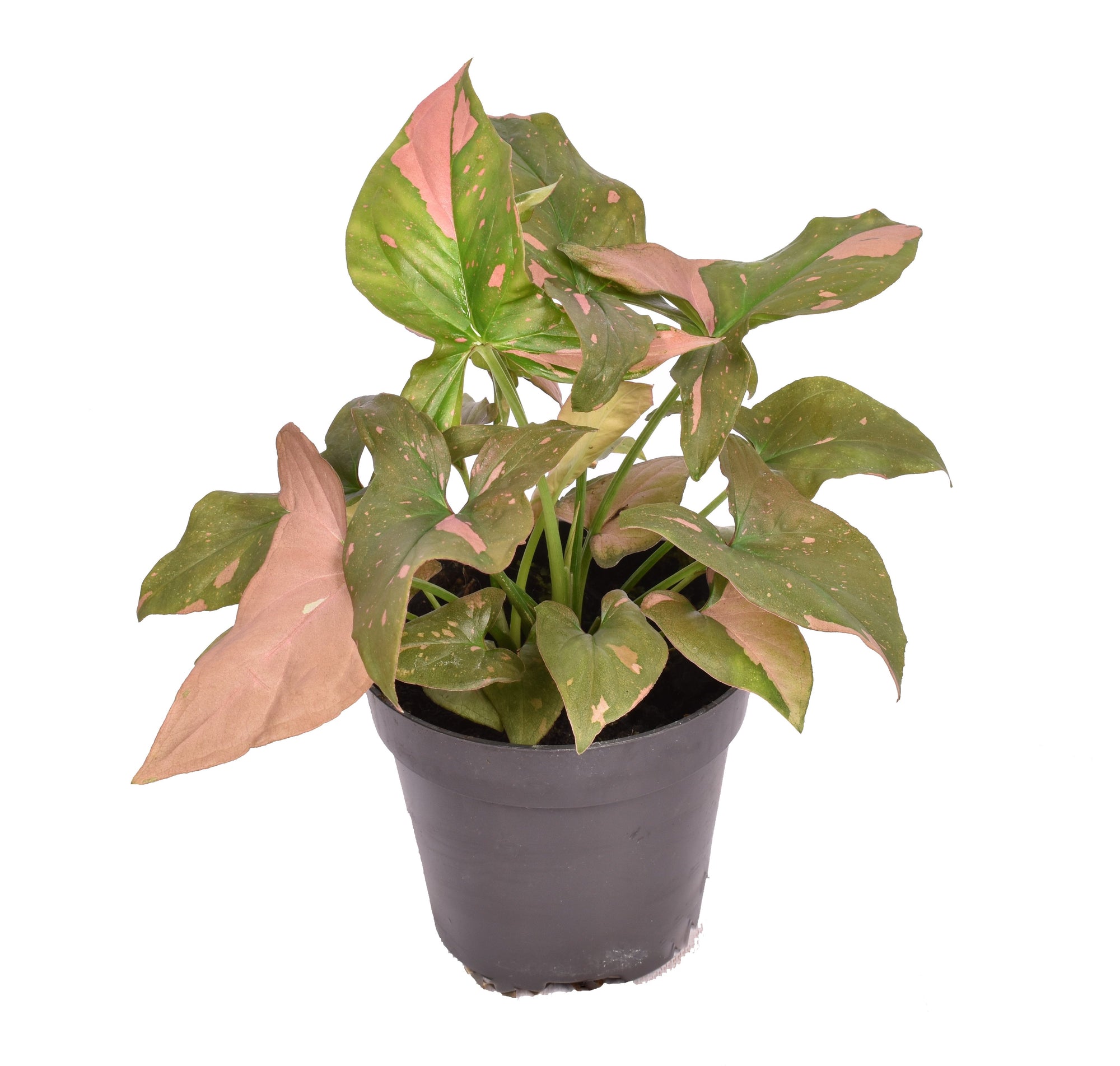 Syngonium podophyllum 'Red Spot'