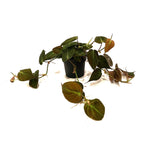 Philodendron scandens 'Micans'