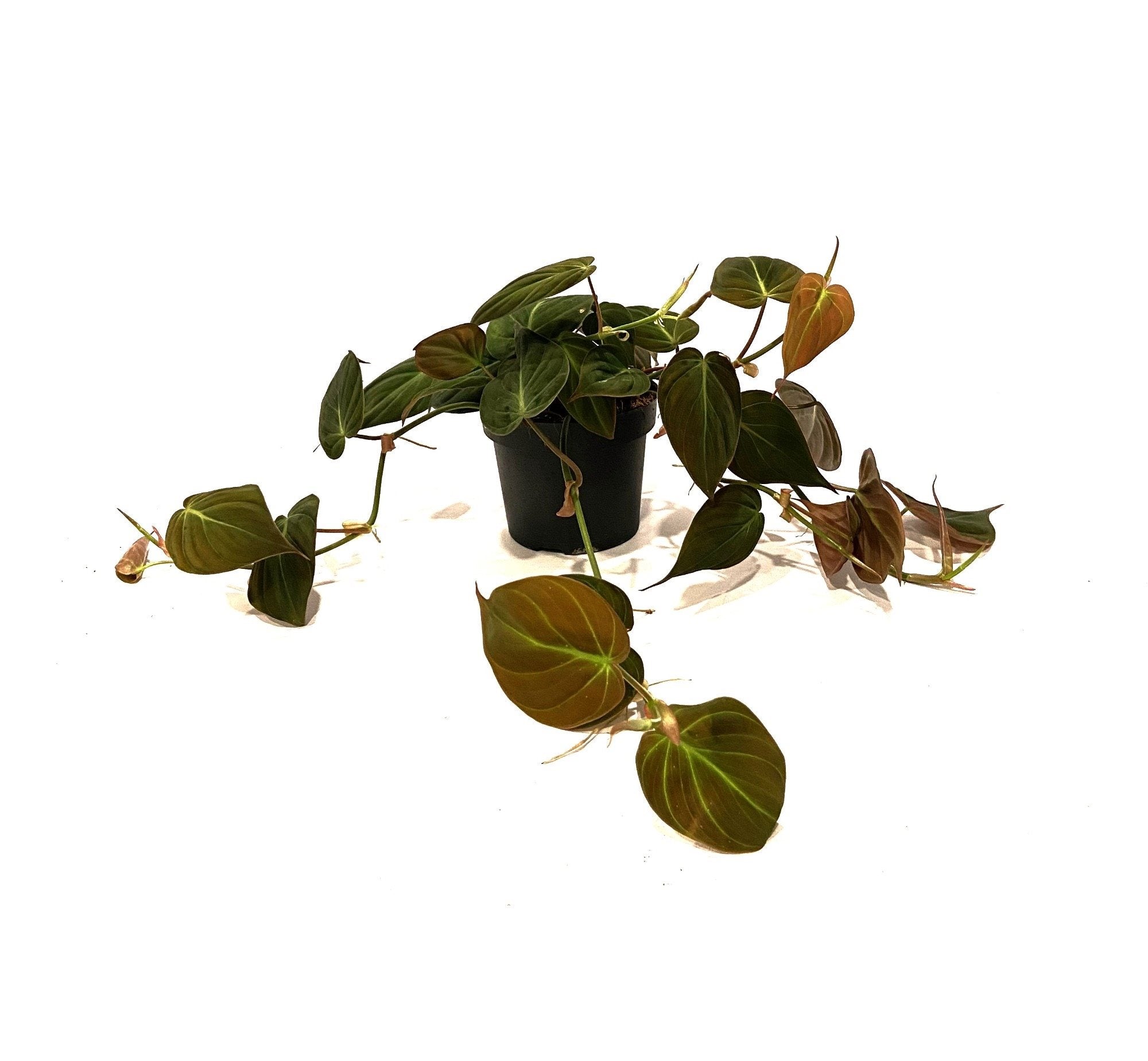 Philodendron scandens 'Micans'
