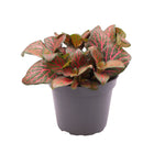 Fittonia Joly Josan Red