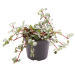 Pilea Glaucophylla Greyzy