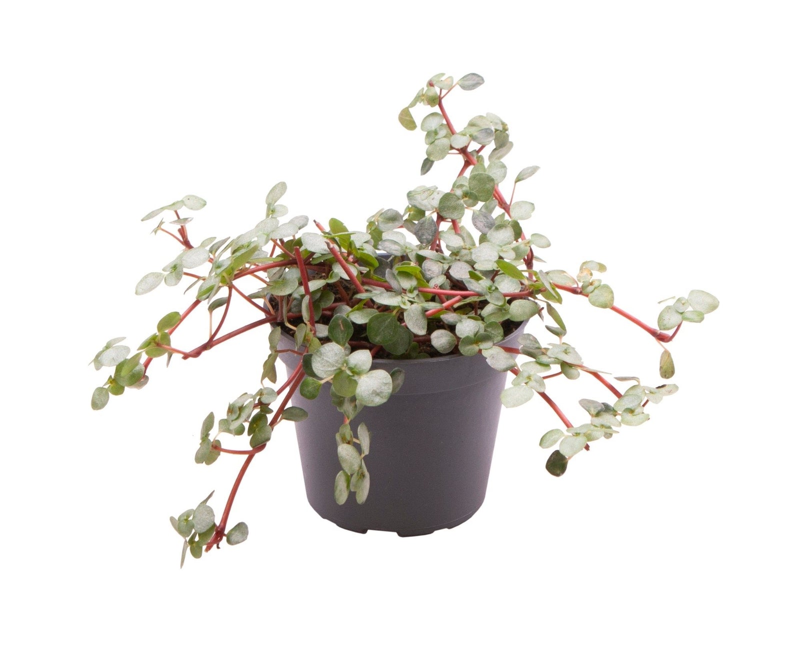 Pilea Glaucophylla Greyzy