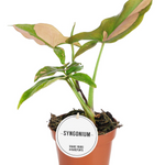 Syngonium Pink Splash