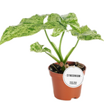 Syngonium Mottled