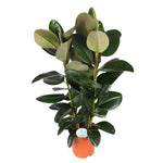 Ficus elastica 'Robusta'