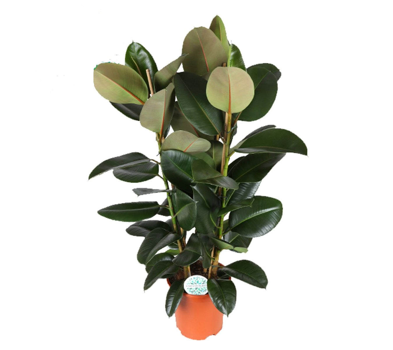 Ficus elastica 'Robusta'