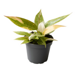 Philodendron Ring of Fire