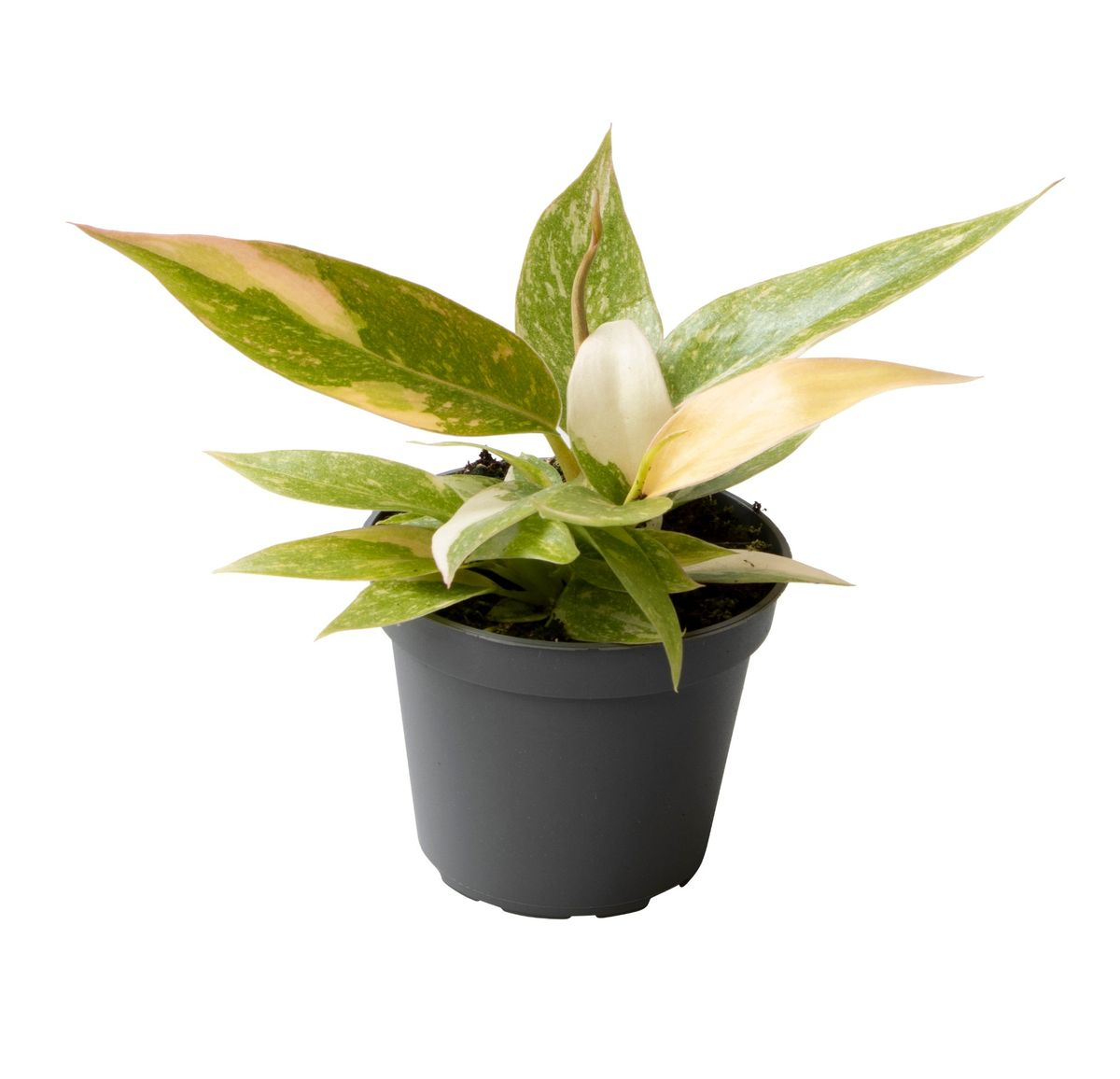 Philodendron Ring of Fire