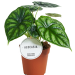 Alocasia 'Dragon Scale'