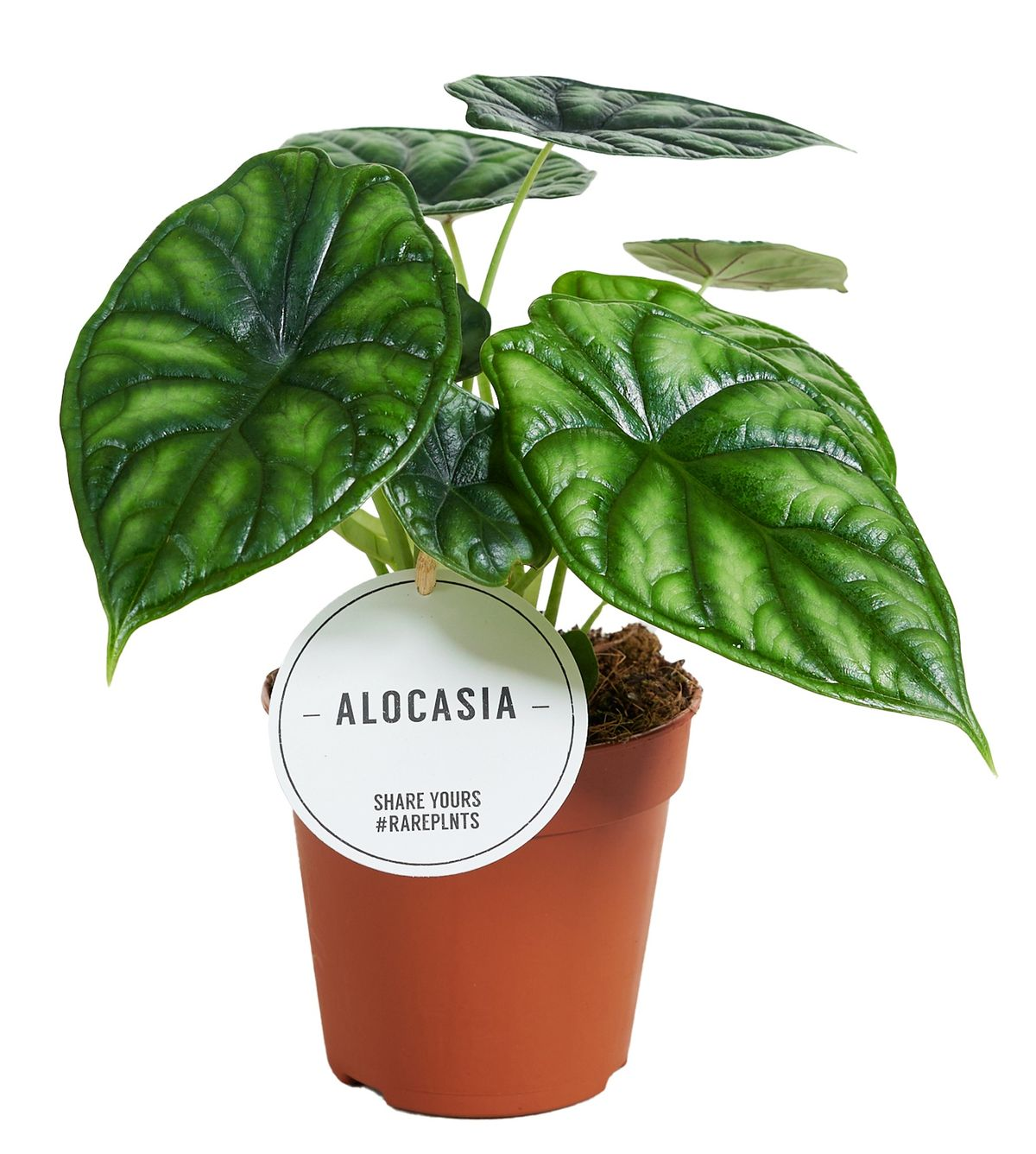 Alocasia 'Dragon Scale'