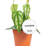 Philodendron Piper Sylvaticum