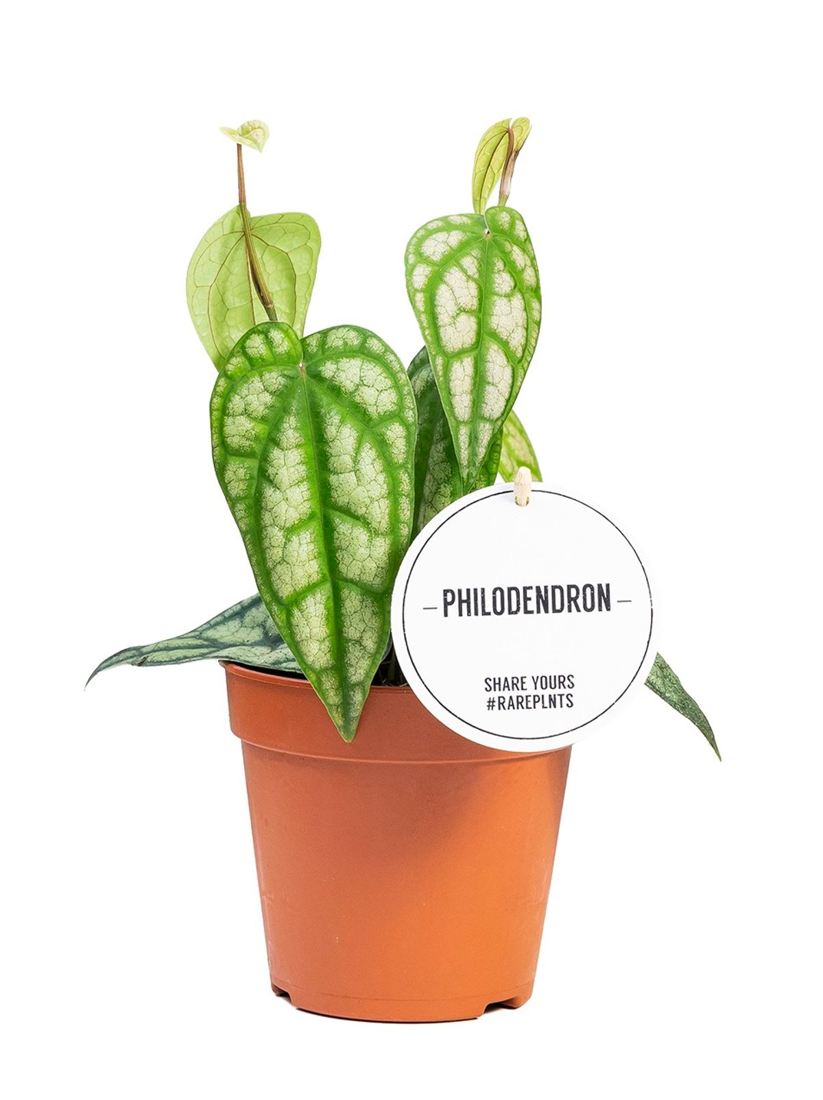 Philodendron Piper Sylvaticum