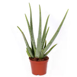 Aloë Vera