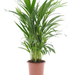 Goudpalm (Areca / Dypsis Palm)