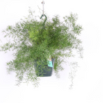 Asparagus densiflorus 'Sprengeri'