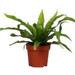 Asplenium 'antiquum'