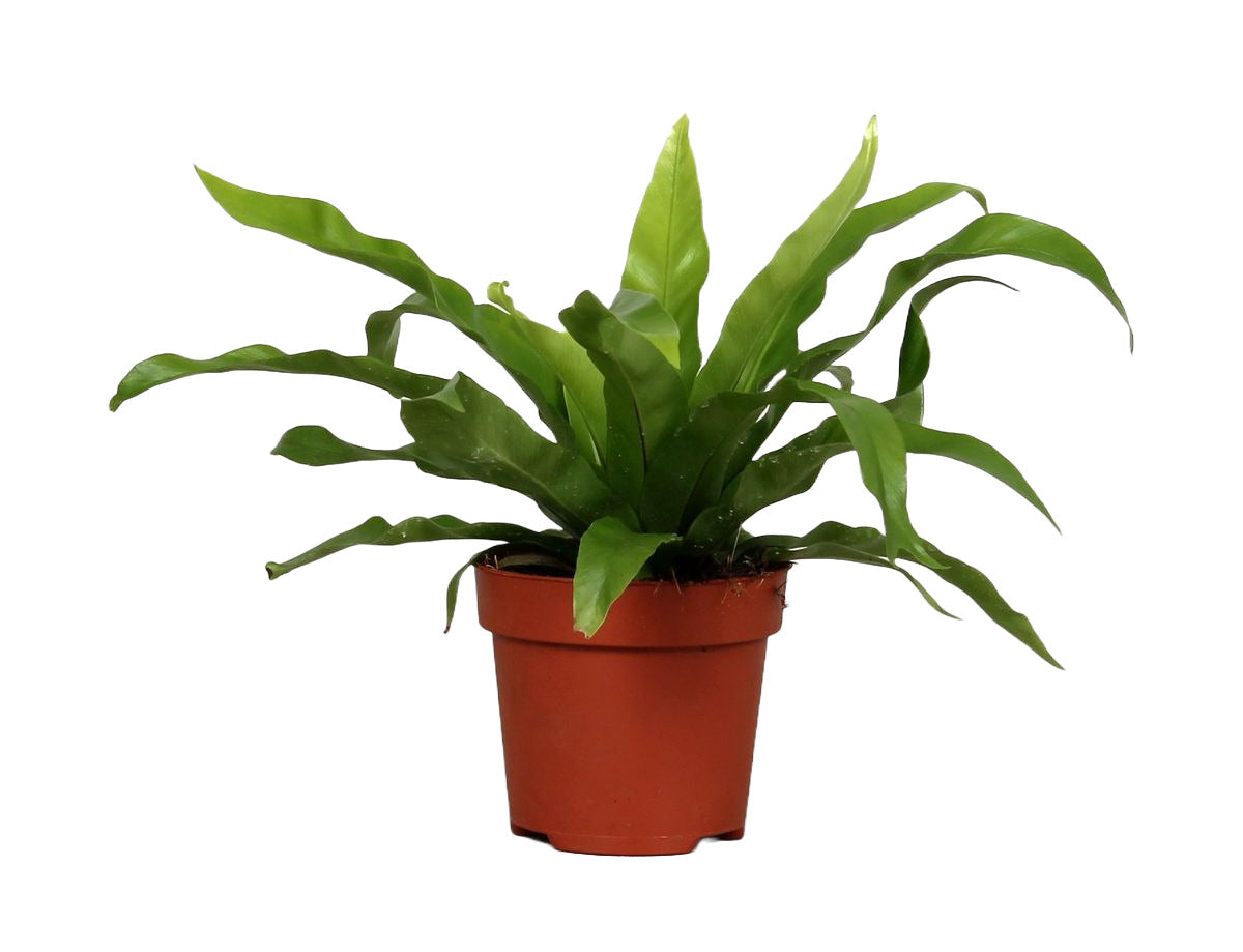 Asplenium 'antiquum'