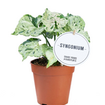Syngonium Green Splash
