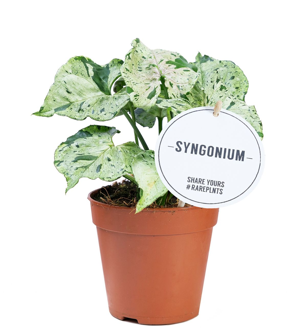 Syngonium Green Splash
