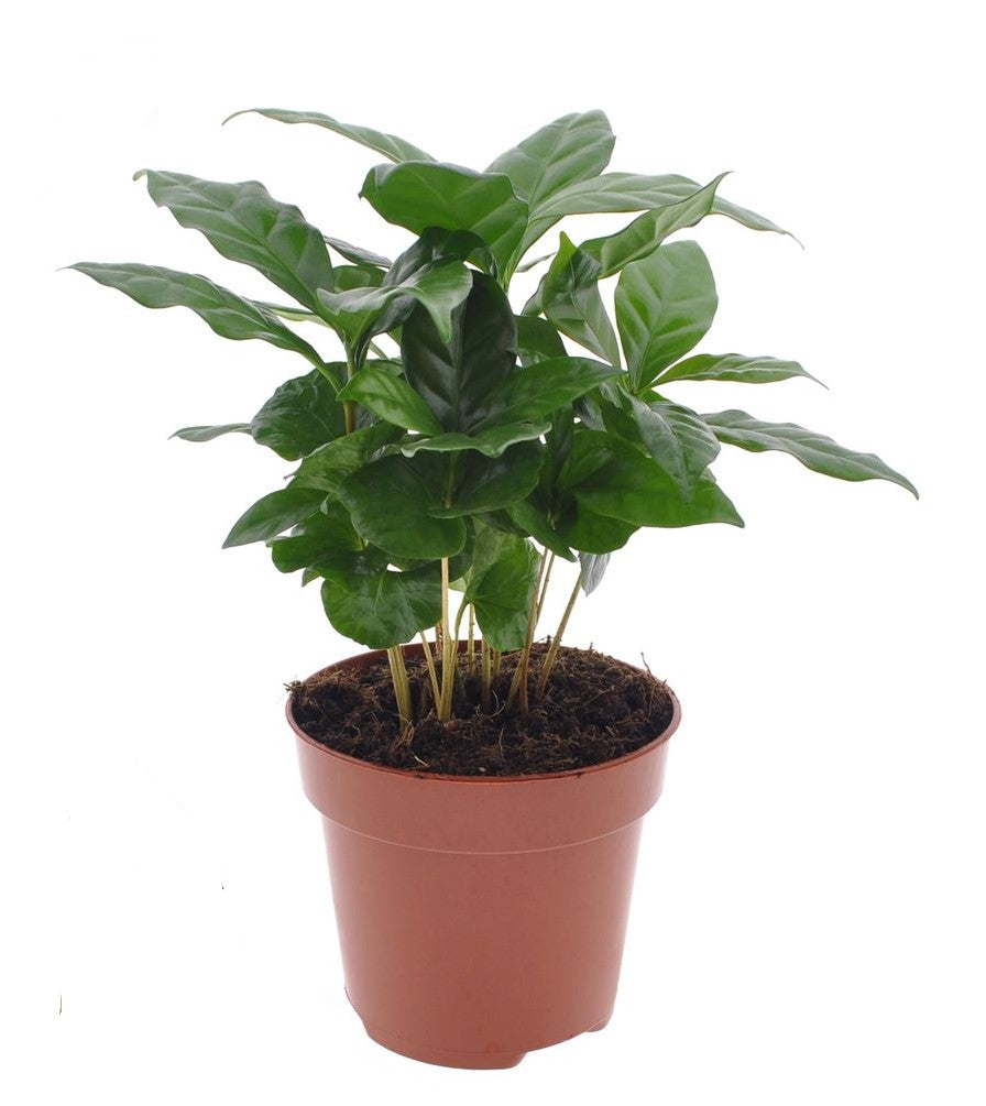 Koffie plant