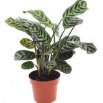 Ctenanthe Burle Marxii