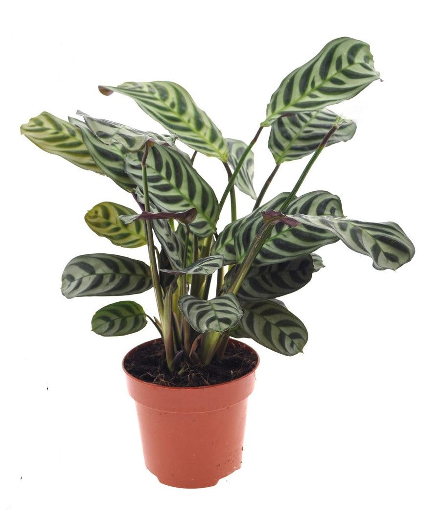 Ctenanthe Burle Marxii