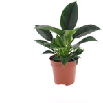 Philodendron Green Princess