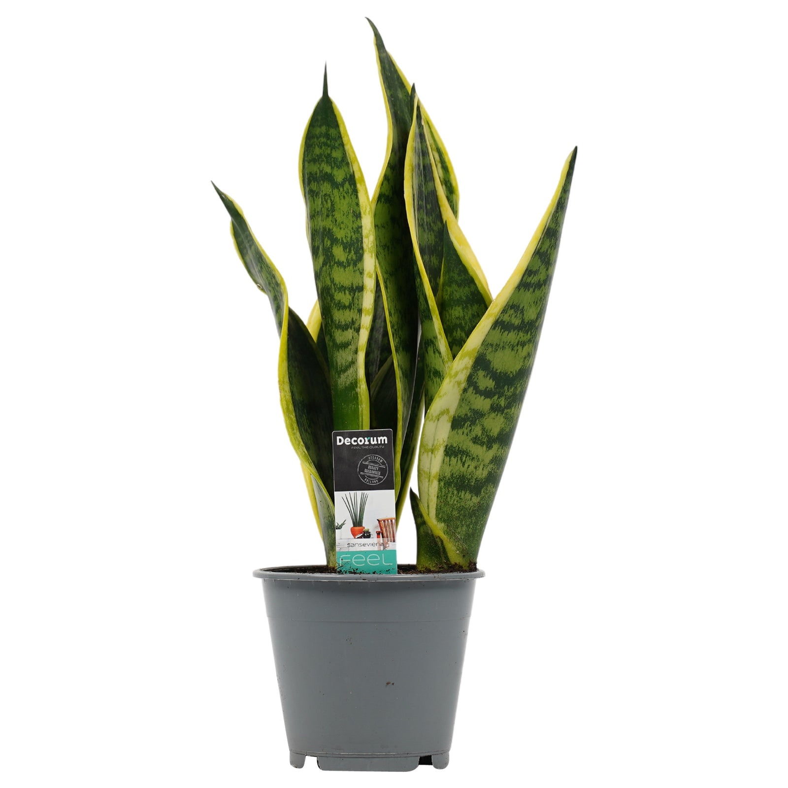 Sansevieria Superba