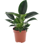 Philodendron 'Green Princess'