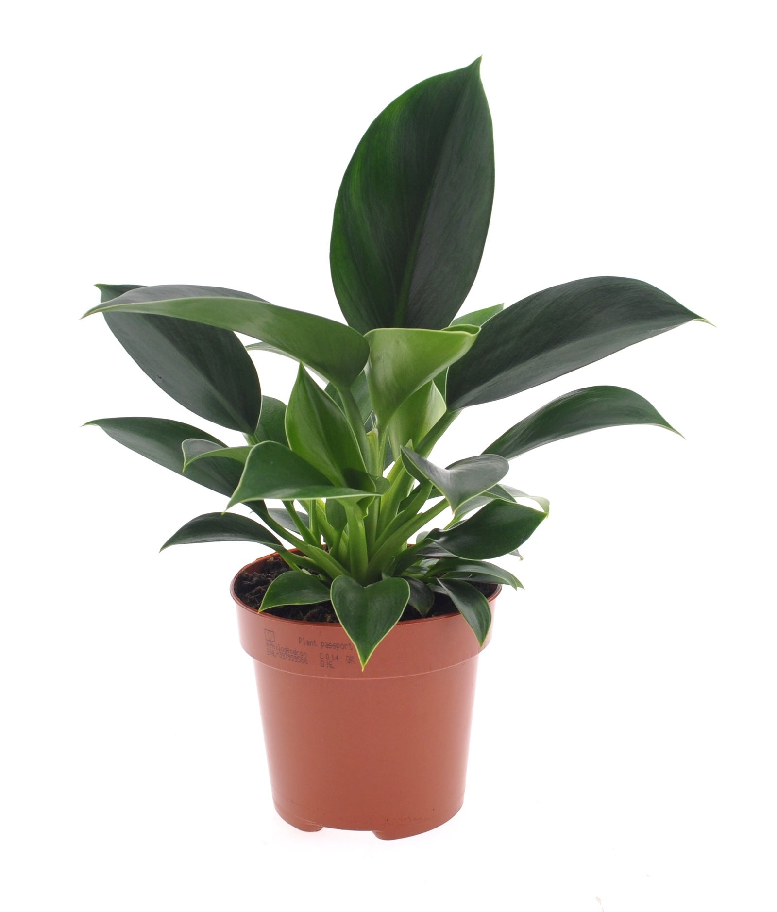 Philodendron 'Green Princess'