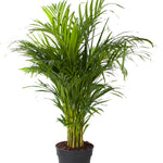 Areca palm