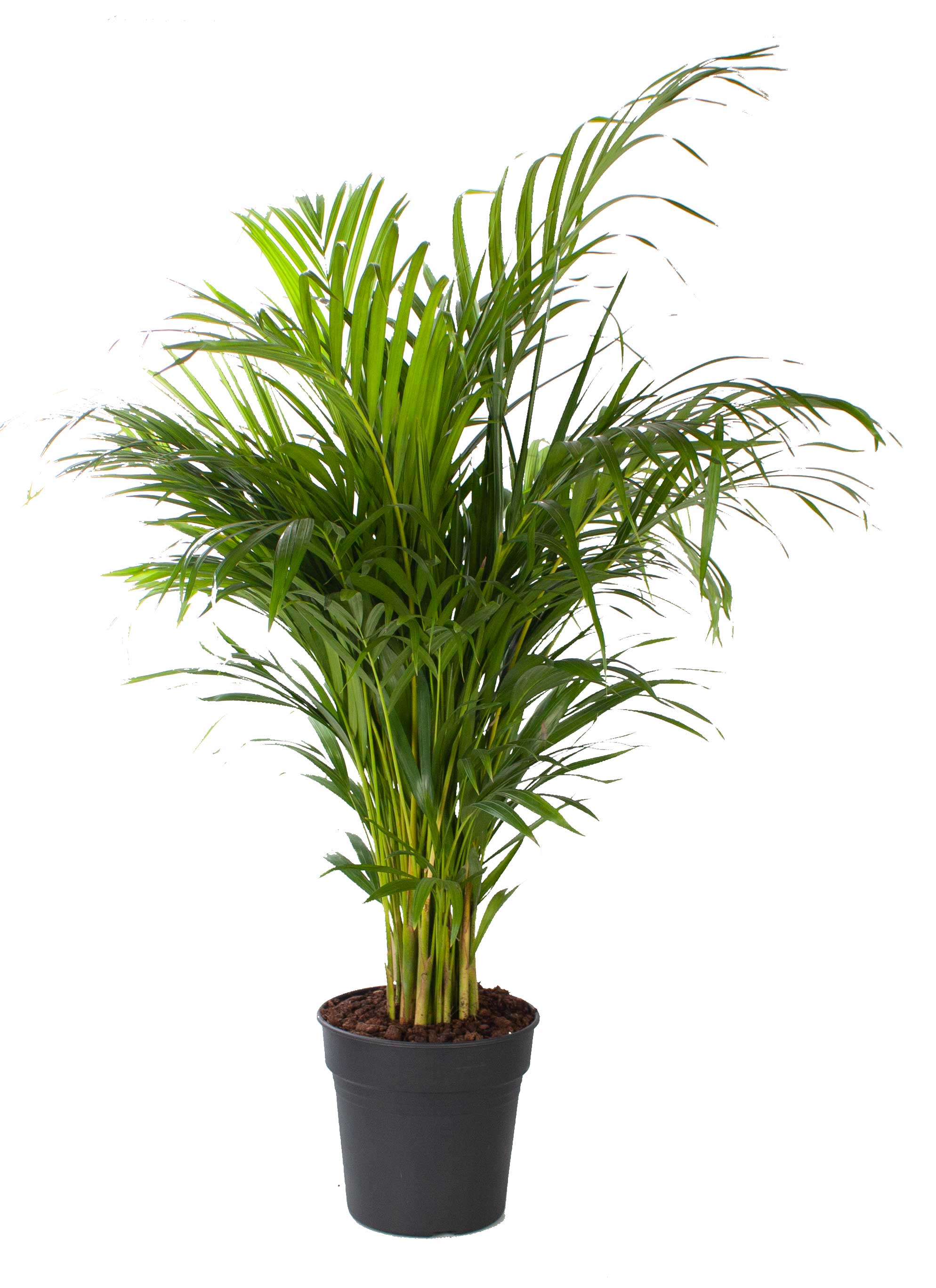 Areca palm