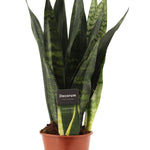 Sansevieria trifasciata 'Black Coral'