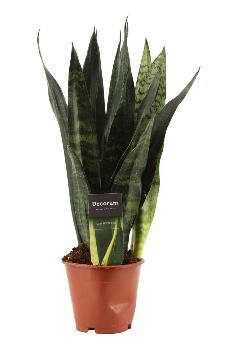 Sansevieria trifasciata 'Black Coral'