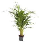 Dypsis Lutescens (Areca)