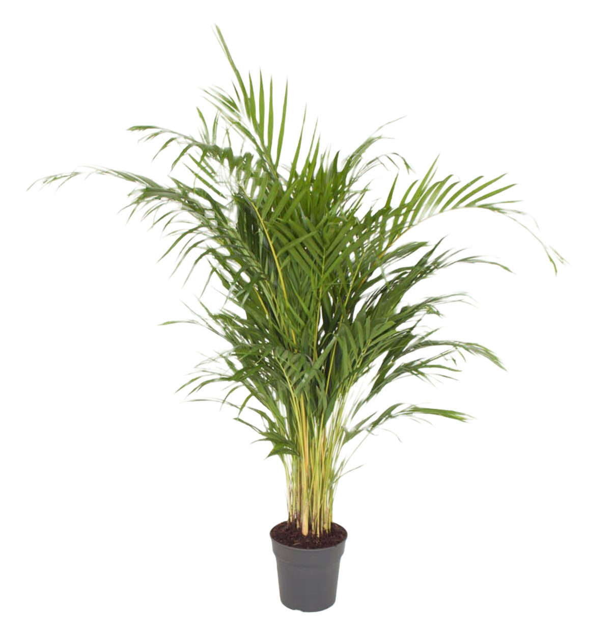 Dypsis Lutescens (Areca)