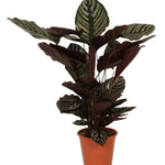 Decorum Calathea Ornata