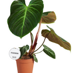 Philodendron El Choco Red