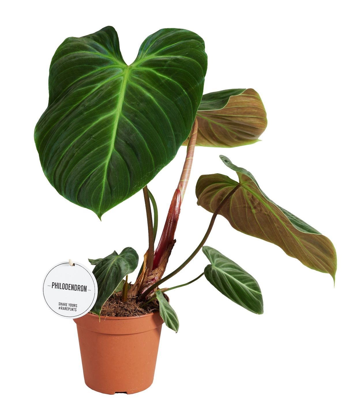 Philodendron El Choco Red
