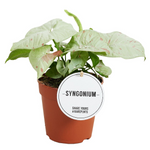 Syngonium Confetti