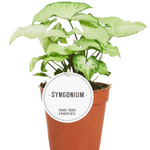 Syngonium White Butterfly