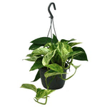 Epipremnum 'Marble Queen' (hangplant)