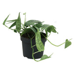 Epipremnum 'Cebu Blue'