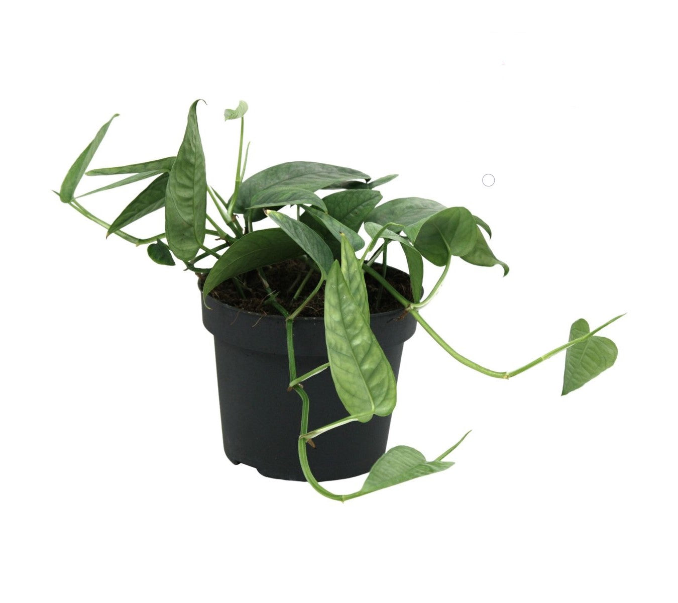 Epipremnum 'Cebu Blue'