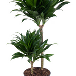 Dracaena Compacta