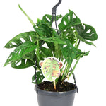 Monstera obliqua 'Monkey Leaf' (in hangpot)