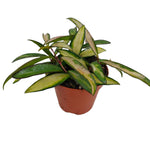 Hoya wayetii 'Tricolor'