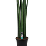 Sansevieria Cylindrica straight