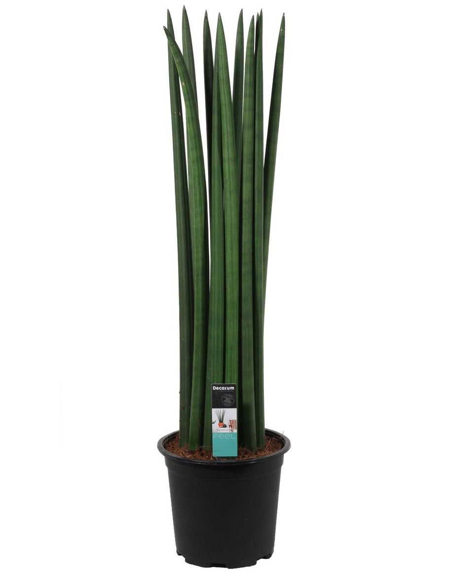 Sansevieria Cylindrica straight