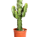 Euphorbia cactus (Erytrea)